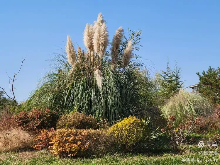 冬游曲江花影公园